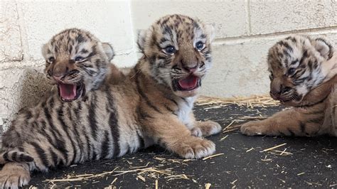 Minnesota Zoo welcomes 3 Amur tiger cubs - KSTP.com 5 Eyewitness News