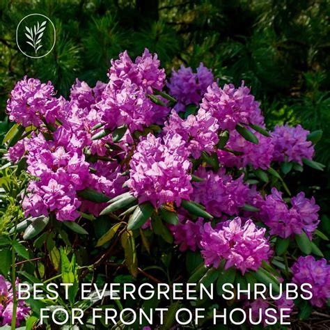 30+ best evergreen shrubs for front of house 🏠🌲 Uplifting your home's curb appeal