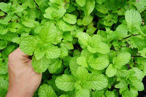 6 Plants That Naturally Repel Bugs - Homemaking.com