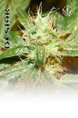 Desiak (von Almighty Seeds) :: Cannabis Sorten Infos