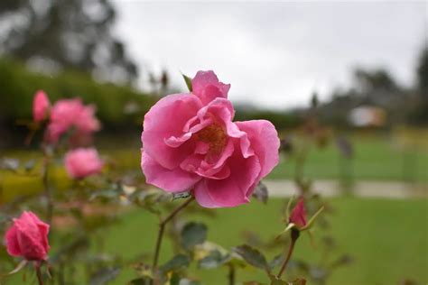 Ooty Rose Garden » Blog 2020