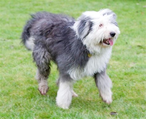 Difference between Bearded Collie and Old English sheepdog