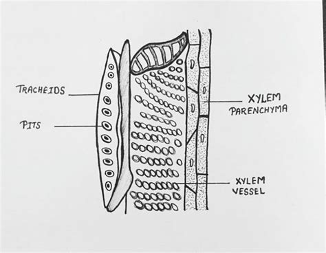 Xylem Diagram - CBSE Class Notes Online - Classnotes123