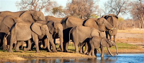 Where to See Wildlife in Zimbabwe | Jacada Travel