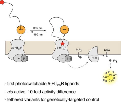 Serotonin Regulates Mitochondrial Biogenesis And Function, 60% OFF