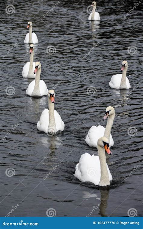 Swan formation stock photo. Image of swans, wildlife - 102477770