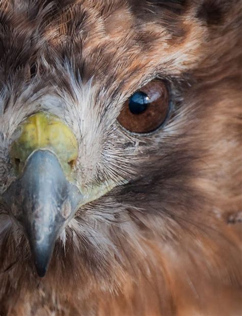 Hawk eye by David White on 500px | Animal spirit guides, Birds of prey ...