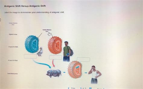 Solved Antigenic Shift Versus Antigenic Drift Label the | Chegg.com