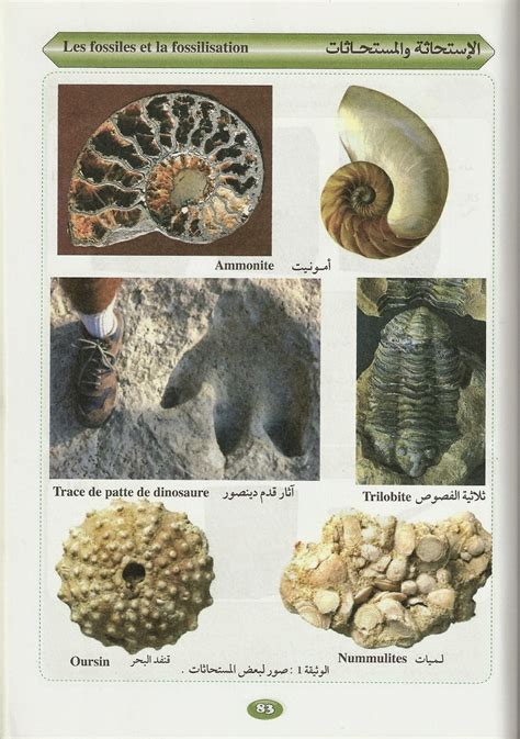 وثائق: الإستحاثة والمستحاثات les fossiles et la fossilisation - الأولى إعدادي. ~ علوم الحياة والأرض