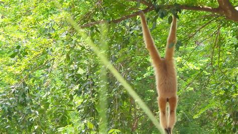 Monkey Climbing A Tree. - Gold Monkey Stock Footage Video 6289625 ...