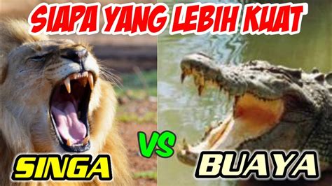 Singa VS Buaya Siapa yang lebih kuat - YouTube