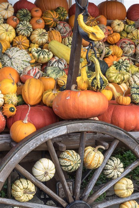 Free Images : food, produce, vegetable, pumpkin, halloween, gourd ...