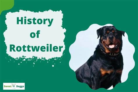 History Of Rottweiler: Where & How Did This Breed Originate?