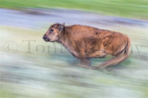 Bison Calf Running Blurred – Tom Murphy Photography