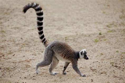 Ring-Tailed Lemur - Lemur Facts and Information