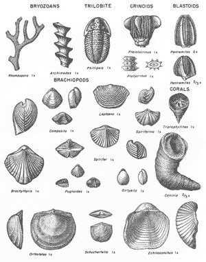 Pin by Jo Tye on Fossils | Fossils, Rocks and fossils, Nature prints