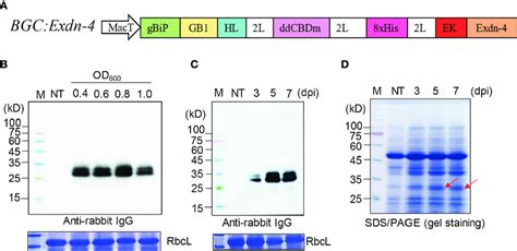 A recombinant gene containing Exdn-4 is expressed at high levels in N ...