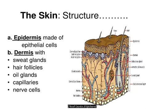 PPT - The Skin : Structure………. PowerPoint Presentation, free download - ID:1182933