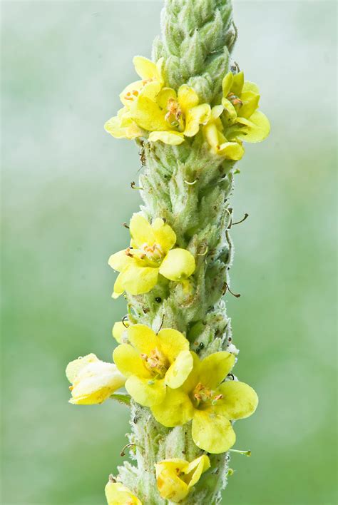 Indiana Plant A Day: Common Mullein