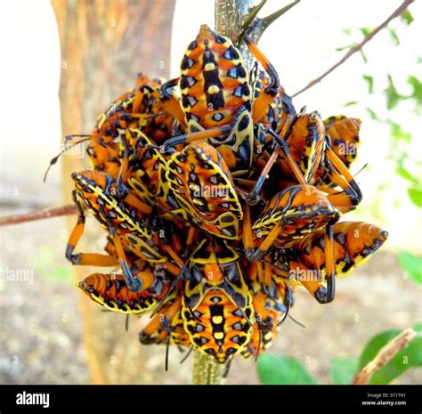 Ball of colorful insects in the republic of Panama Stock Photo - Alamy