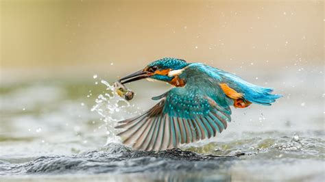 Kingfisher catching fish, wings, water splashes, drops wallpaper ...