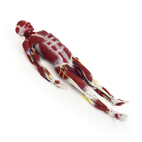 G3 Silicone Anatomy Model | SynDaver