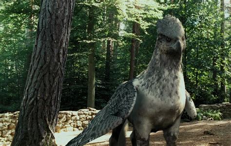 Image - Buckbeak.JPG | Harry Potter Wiki | FANDOM powered by Wikia