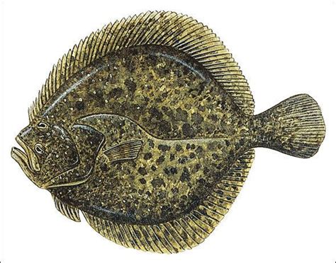 Flatfish - Alchetron, The Free Social Encyclopedia