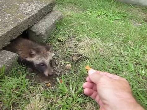 Tanuki Pup - YouTube