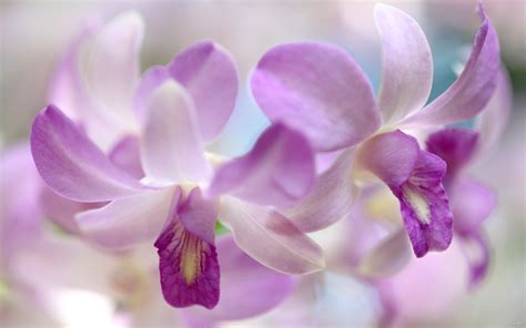 Orchids Wallpapers | Best Wallpapers