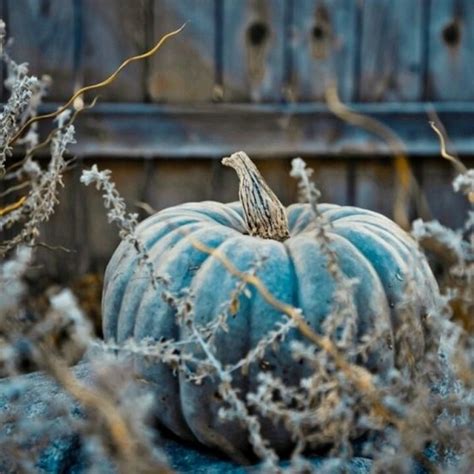 Blue Pumpkin Pictures, Photos, and Images for Facebook, Tumblr, Pinterest, and Twitter