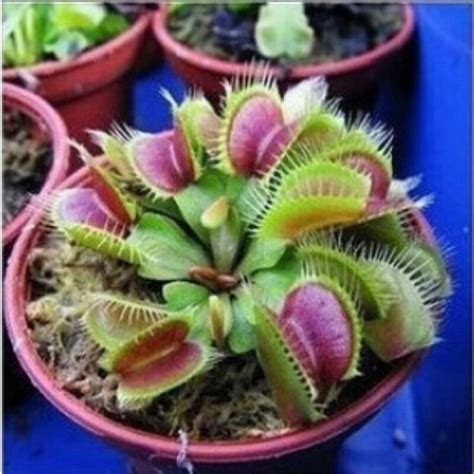 100pcs Giant Venus Flytrap Seeds OutletTrends.com Free Shipping Up to 70% OFF