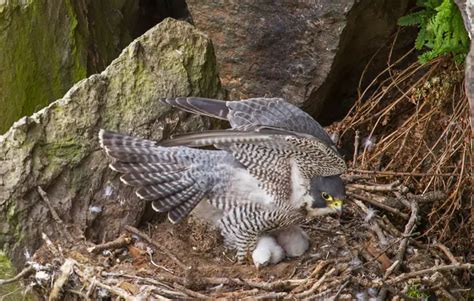 Hawks Vs Falcons: Appearance, Behavior, And Hunting Styles