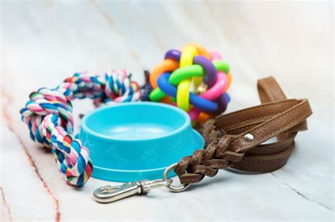 3 Handy Tips for Leash Training Your Pups | Alexander Animal Hospital