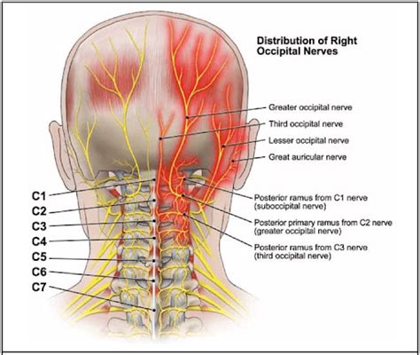 Occipital Nerve And Vision