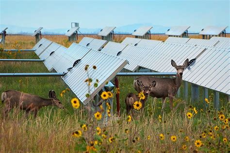 Agrivoltaics | Solar Market Research and Analysis | NREL