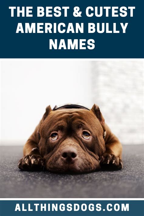 American Bully Names | American bully, Best dog names, Dog names