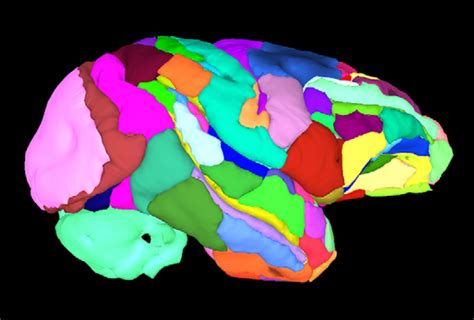 Tapestry of neural fibers enriches new map of monkey brain | Spectrum ...