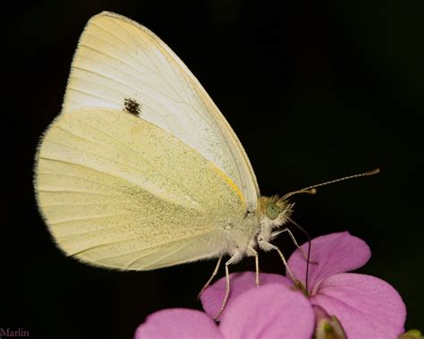 Family Pieridae - White, Sulphur, and Yellow Butterflies - North American Insects & Spiders