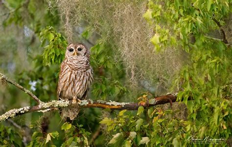 Barred Owl Environmental - Dean Newman Photography