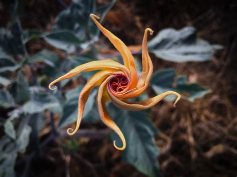 Twirly Doo | Datura wrightii or sacred datura is the name of… | Flickr