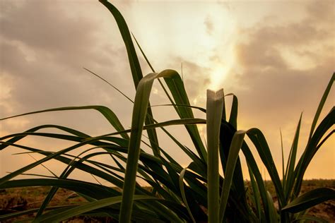 Grass at sunset 1896146 Stock Photo at Vecteezy