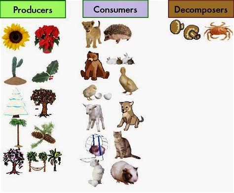 Science online: The type of the living organisms according to their feeding