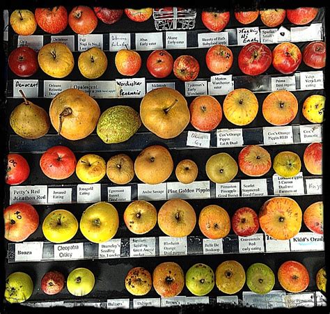 55 best images about Apple Varieties-Cultivars on Pinterest | Crisp, Charts and Wine