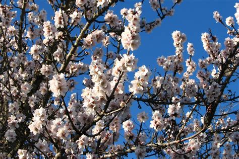 'white fruit tree blossoms 1' on skitterphoto