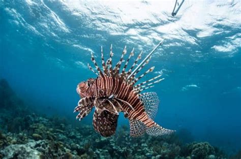 Scientists Are Building A Robot To Kill Lionfish