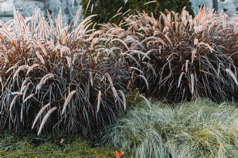 How to Grow and Care for Purple Fountain Grass