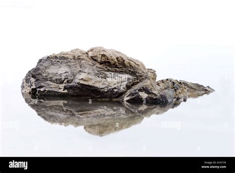 Great Salt Lake rock and reflection Stock Photo - Alamy