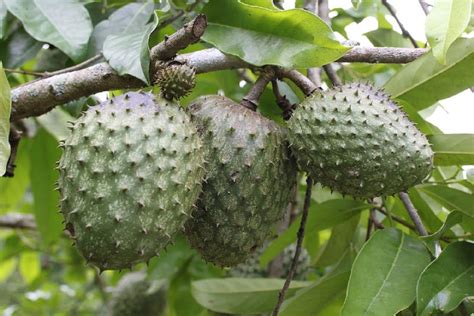 Polynesian Produce Stand : ~COROSSOL ZOMBIE~ FRUIT TREE Annona montana BOLIVIAN SOURSOP LIVE sml ...