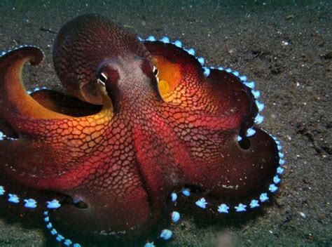 Facts About the Amazing Coconut Octopus - Nature Speakz